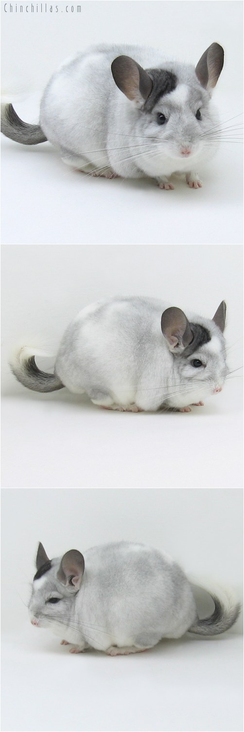8133 Large Herd Improvement Quality Extreme White Mosaic ( Possible Ebony Carrier ) Male Chinchilla