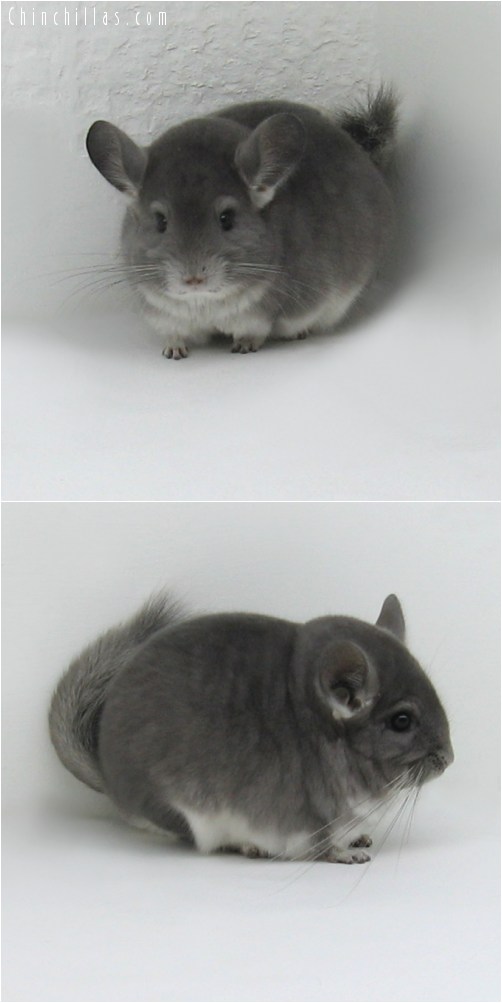 8123 Show Quality Violet ( Ebony Carrier ) Male Chinchilla