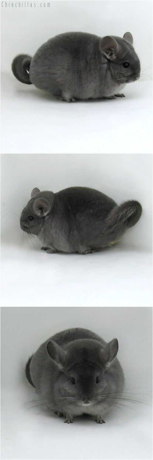 9010 Exceptional, Show Quality Violet ( Ebony Carrier ) Female Chinchilla