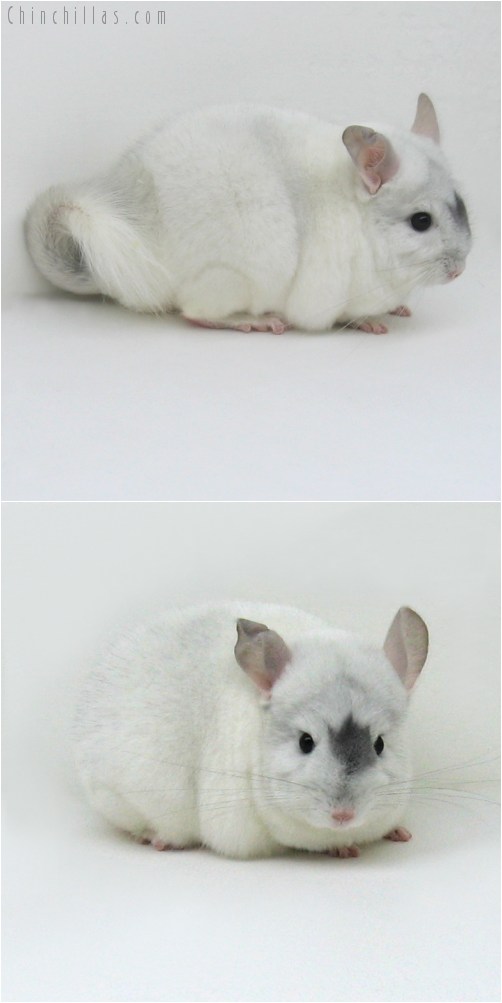 9004 Extreme Sapphire and White Mosaic Female Chinchilla