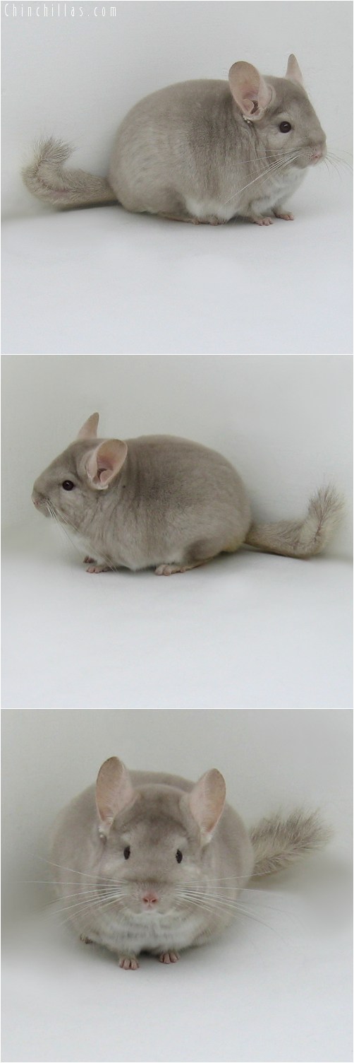 9025 Show Quality Homo Beige Female Chinchilla