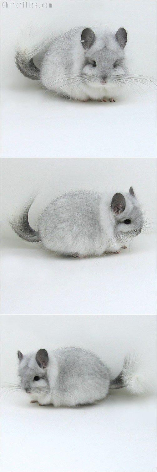 9035 Exceptional White Mosaic Royal Persian Angora Male Chinchilla