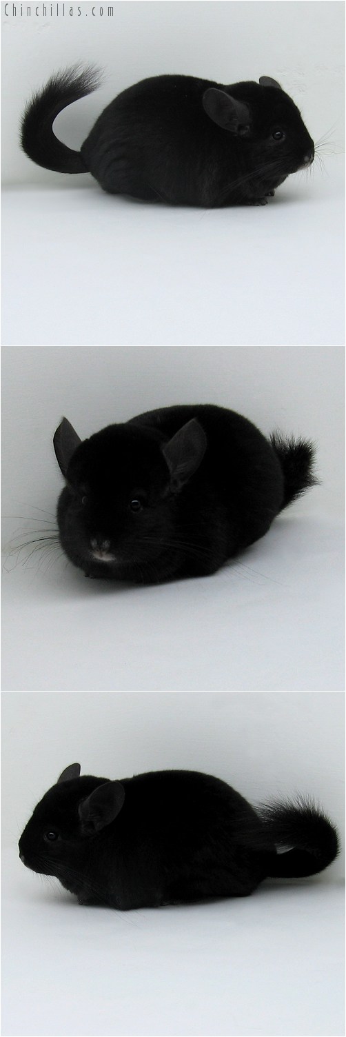 9031 Premium Production Quality Ebony Female Chinchilla