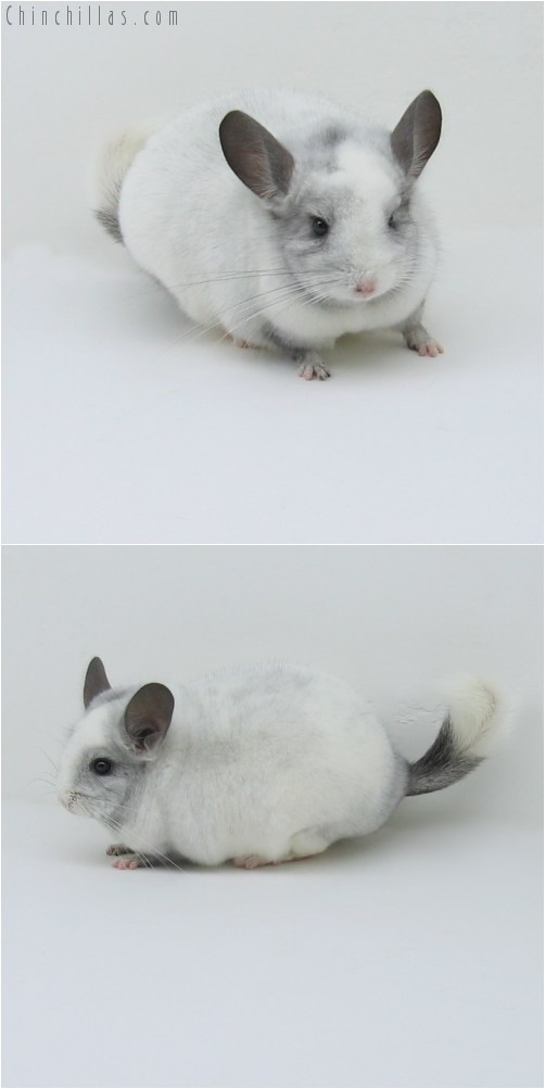 9026 Premium Production Quality White Mosaic ( Ebony Carrier ) Female Chinchilla