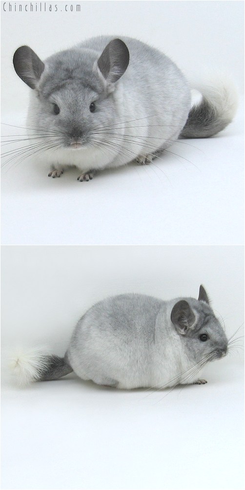 9020 Large Premium Production Quality TOV White ( Possible Violet Carrier ) Female Chinchilla