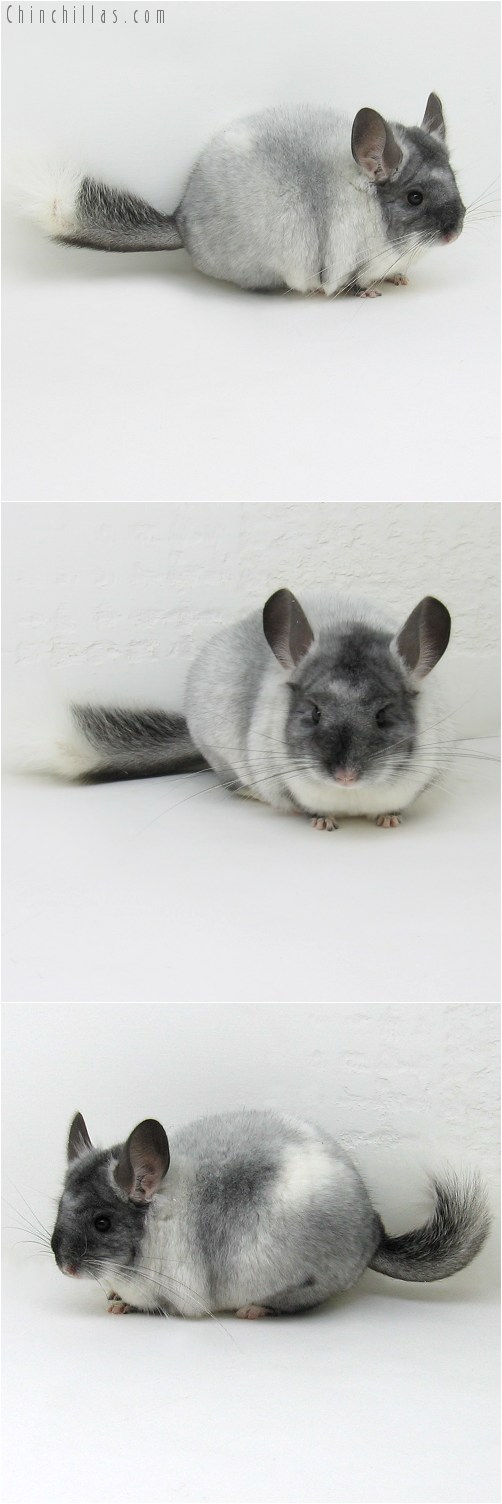 9060 Show Quality TOV White Female Chinchilla