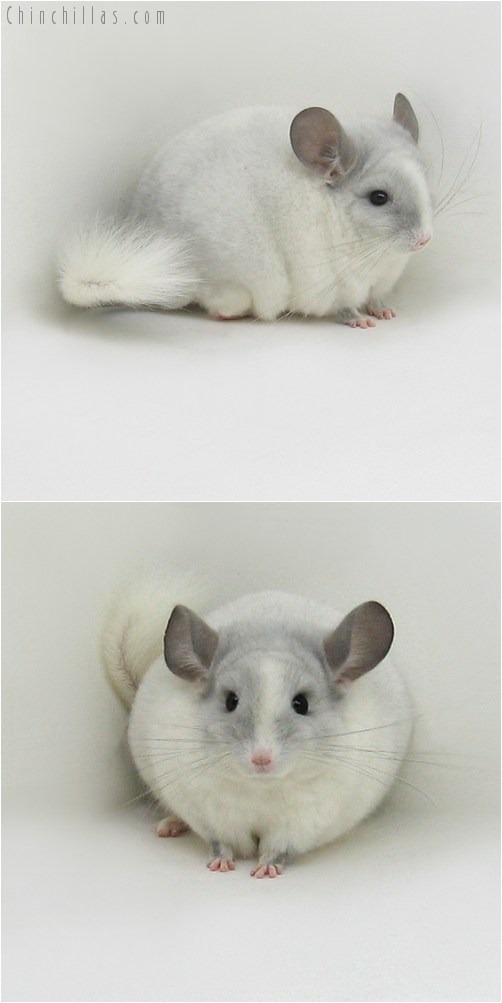 9056 Show Quality Violet & White Mosaic ( Ebony Carrier ) Male Chinchilla