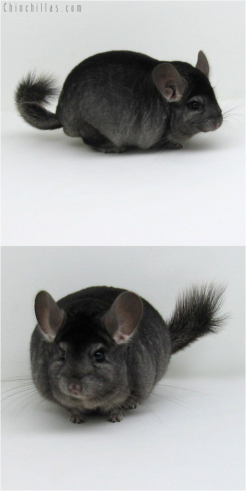 9079 Large Show Quality Ebony ( Sapphire Carrier ) Male Chinchilla
