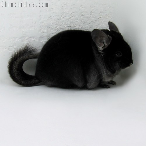 9066 Large Top Show Quality TOV Ebony Male Chinchilla