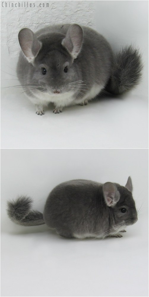 9087 Extra Large Top Show Quality Violet Male Chinchilla