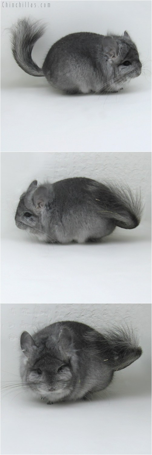 9098 Standard Royal Persian Angora Male Chinchilla