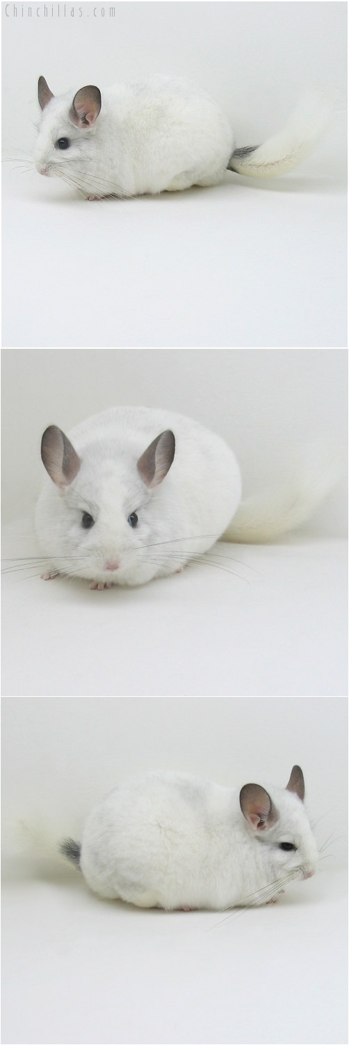 9093 Extra Large Show Quality White Mosaic ( Violet Carrier ) Female Chinchilla
