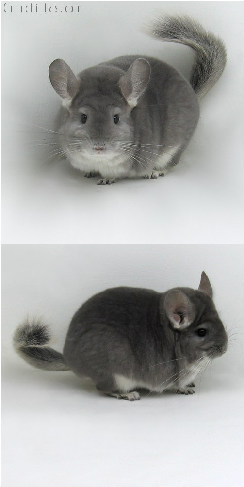 9105 Large Show Quality Violet Female Chinchilla