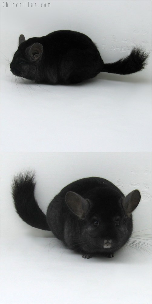 9094 Large Show Quality Ebony ( Violet Carrier ) Female Chinchilla