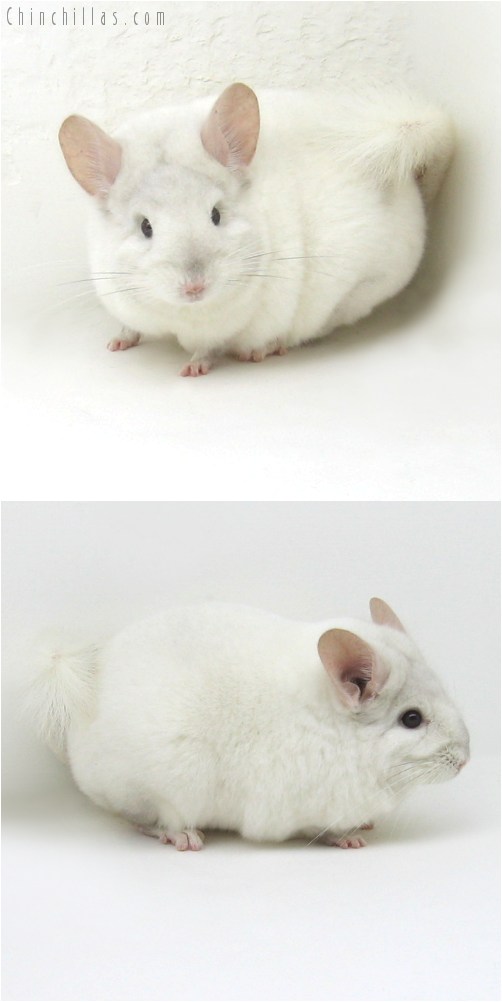 9096 Large Premium Production Quality Pink White Female Chinchilla