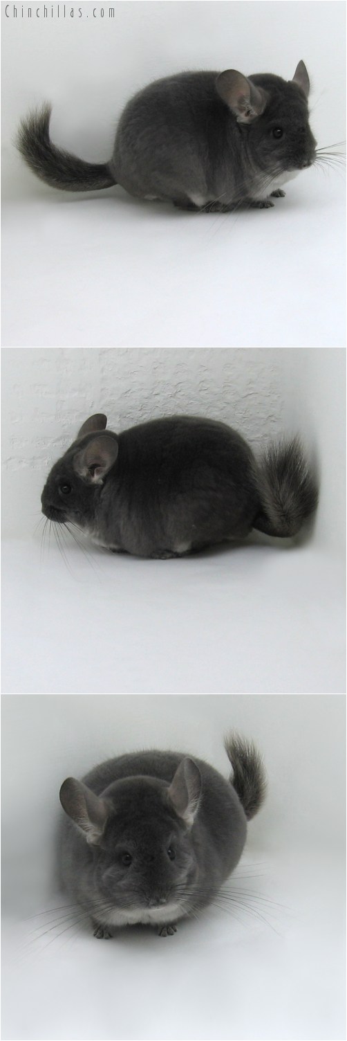 10011 Extra Large Show Quality TOV Violet ( Ebony Carrier ) Female Chinchilla