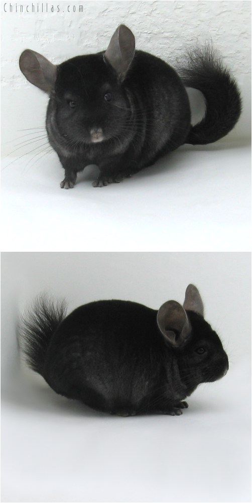 10006 Ebony ( Curly Carrier ) Male Chinchilla