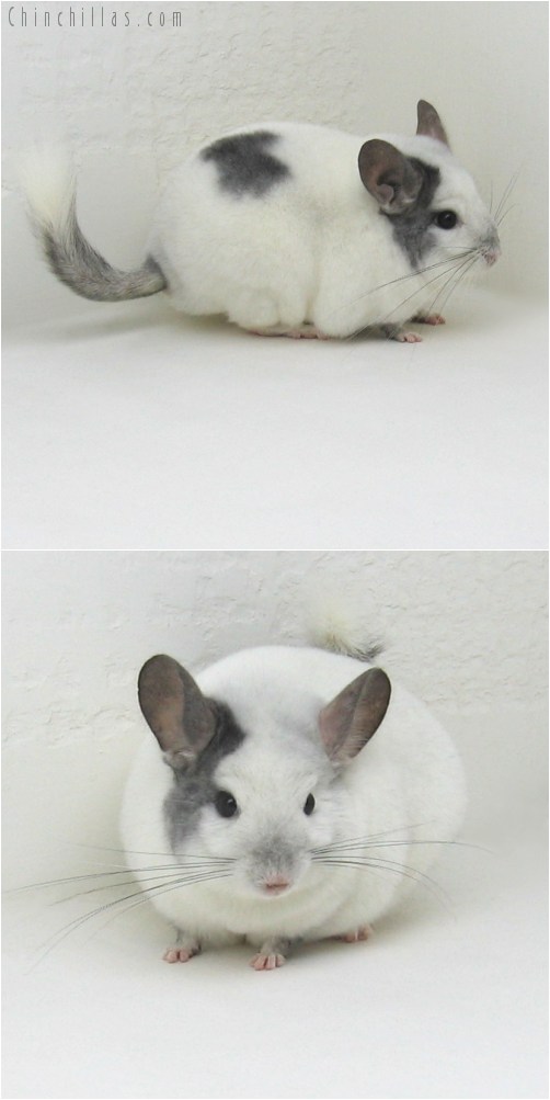 9090 Premium Production Quality Extreme White Mosaic Female Chinchilla