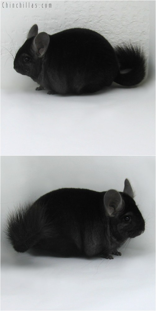 10020 Premium Production Quality Ebony Female Chinchilla