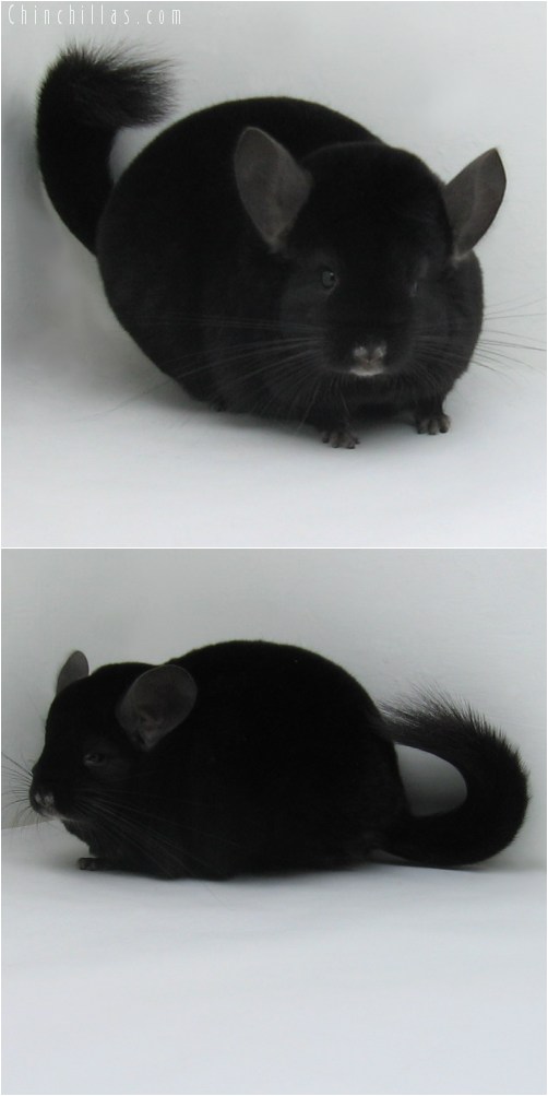 10044 Extra Large Premium Production Quality Ebony Female Chinchilla