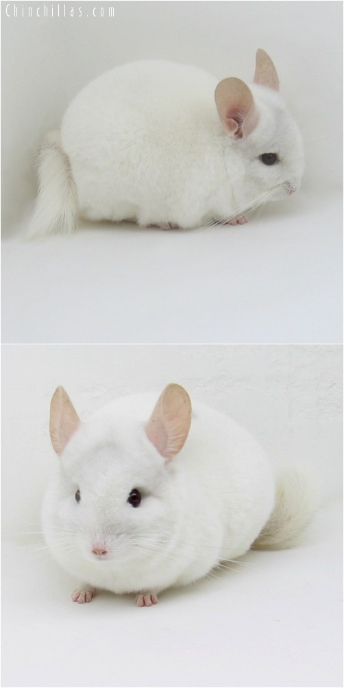 10038 Mini Pink White Male Chinchilla