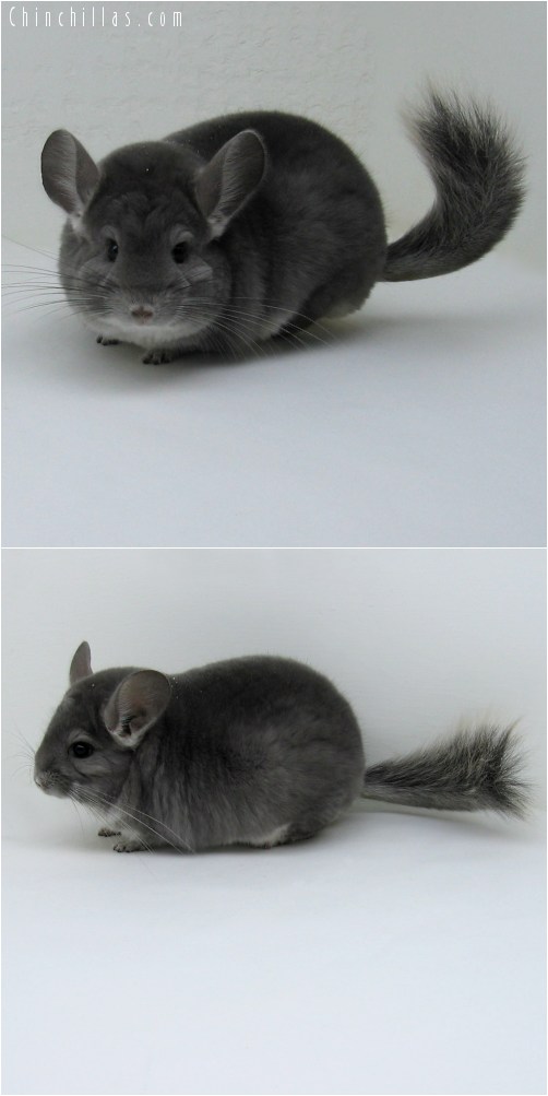 10057 Large Show Quality Violet Male Chinchilla