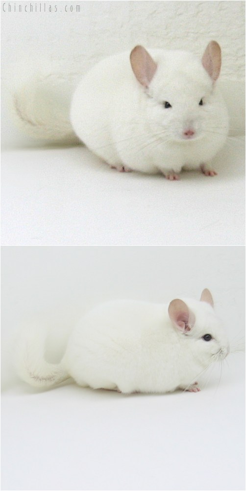 10014 Extra Large Herd Improvement Quality Pink White Male Chinchilla