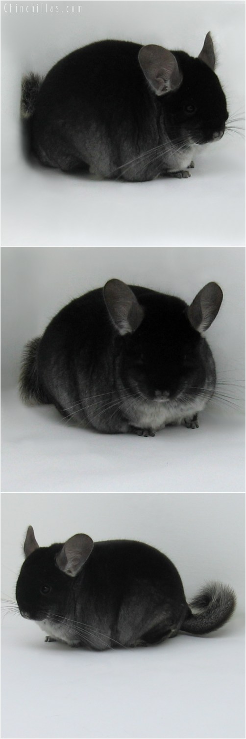 10013 Large Show Quality Black Velvet ( Ebony Carrier ) Female Chinchilla