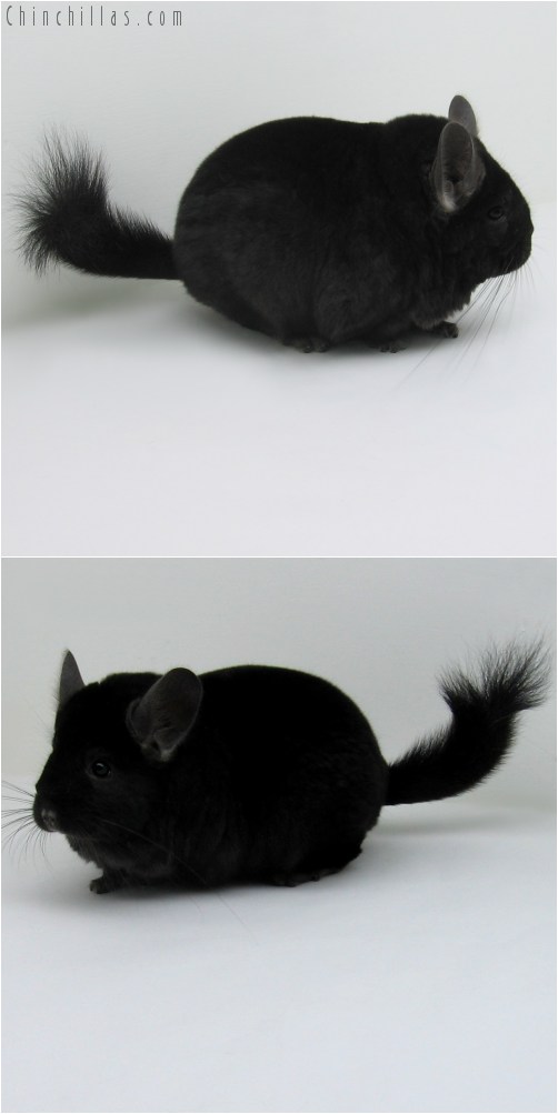 10022 Extra Extra Large Premium Production Quality Ebony Female Chinchilla