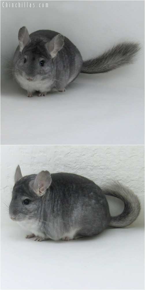 10035 Show Quality Sapphre Female Chinchilla