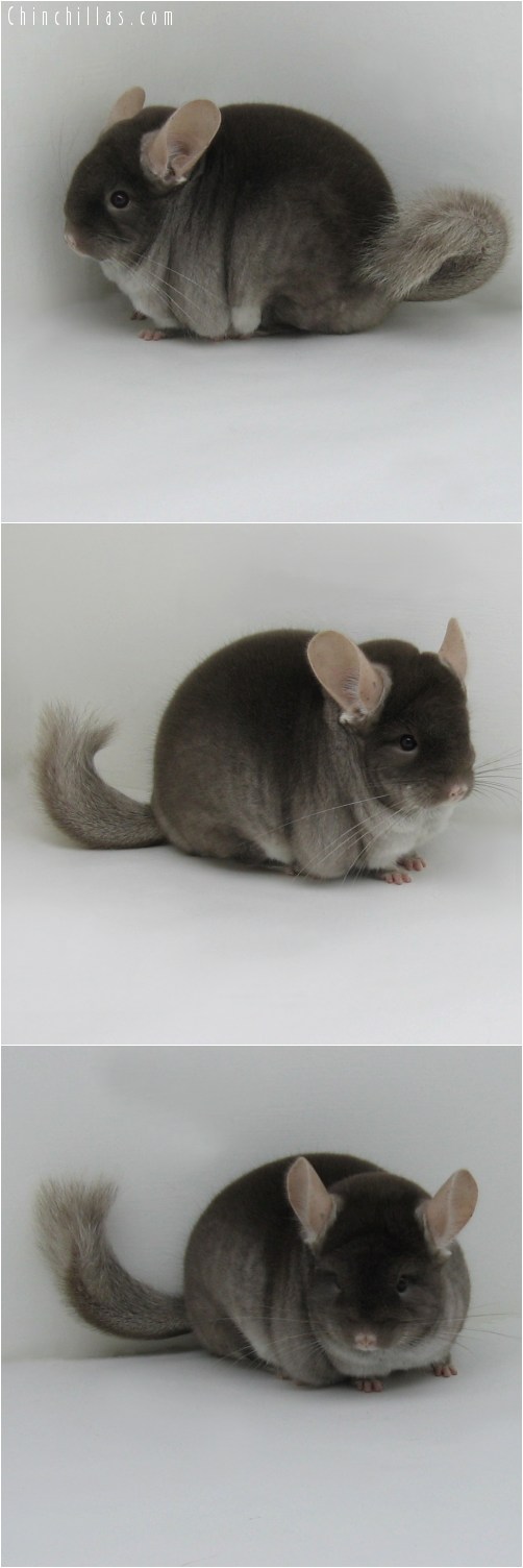 10037 Show Quality TOV Beige Female Chinchilla