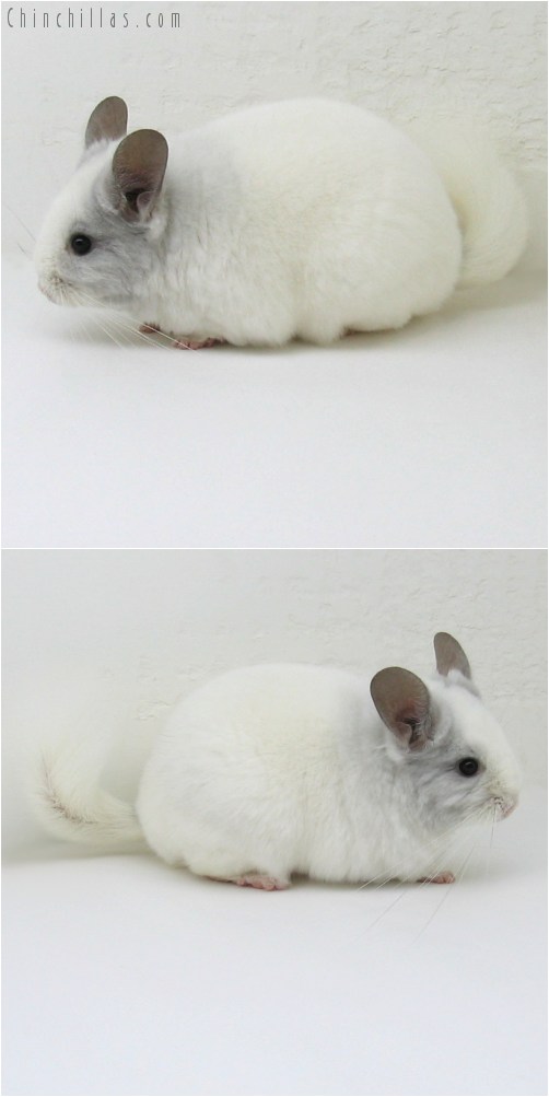 10065 Show Quality Violet and White Mosaic Female Chinchilla