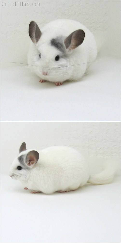 10061 Large Show Quality White Mosaic Female Chinchilla with Unique Markings