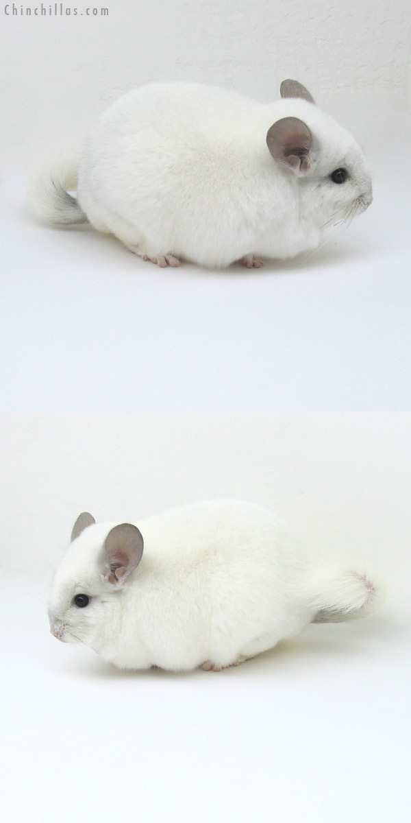 11095 Top Show Quality Violet & White Mosaic Male Chinchilla