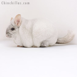Chinchillas.com worldwide business to consumer auction of premium quality standard, mutation and hybrid chinchillas