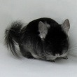 Chinchillas.com Auction