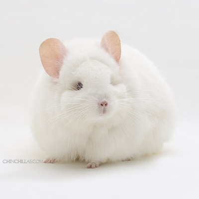 Royal Persian Angora Chinchilla 