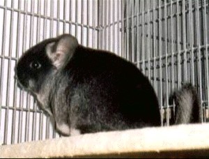 1st Place Black Velvet Female Chinchilla