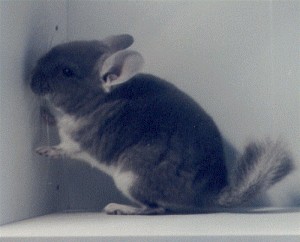 TOV Violet Male Chinchilla