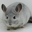 7030 Ritterspach Bred Show Quality White Mosaic ( Sapphire Carrier ) Male Chinchilla