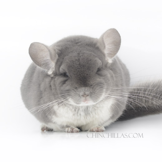 Ruso Black Chinchilla Hi-res Stock Photography And Images Comida