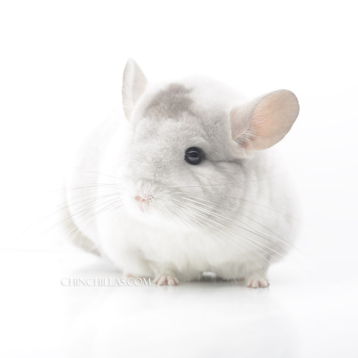 Premium Production Quality Violet and White Mosaic Female Chinchilla
