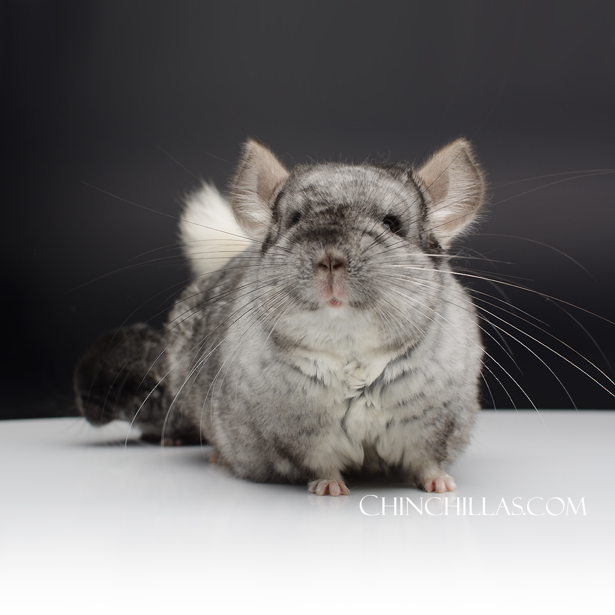 Show Quality Silver Mosaic Female Chinchilla with Black Velvet kit
