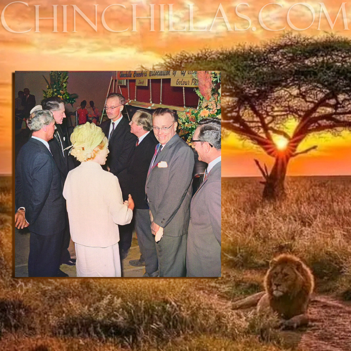 Timeline of the Violet Chinchilla