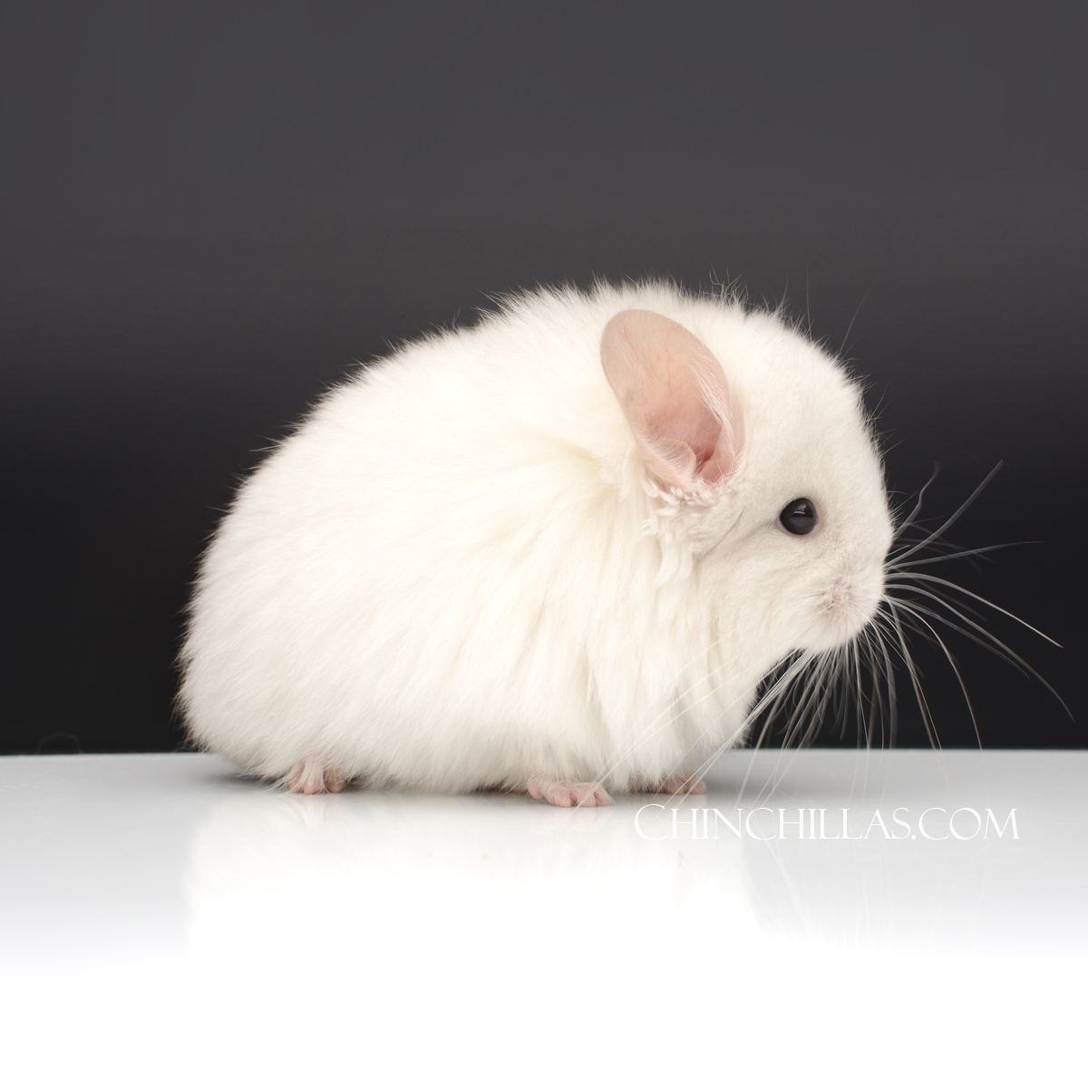 Naming Contest Entry 106 Pink White Royal Persian Angora Male Chinchilla