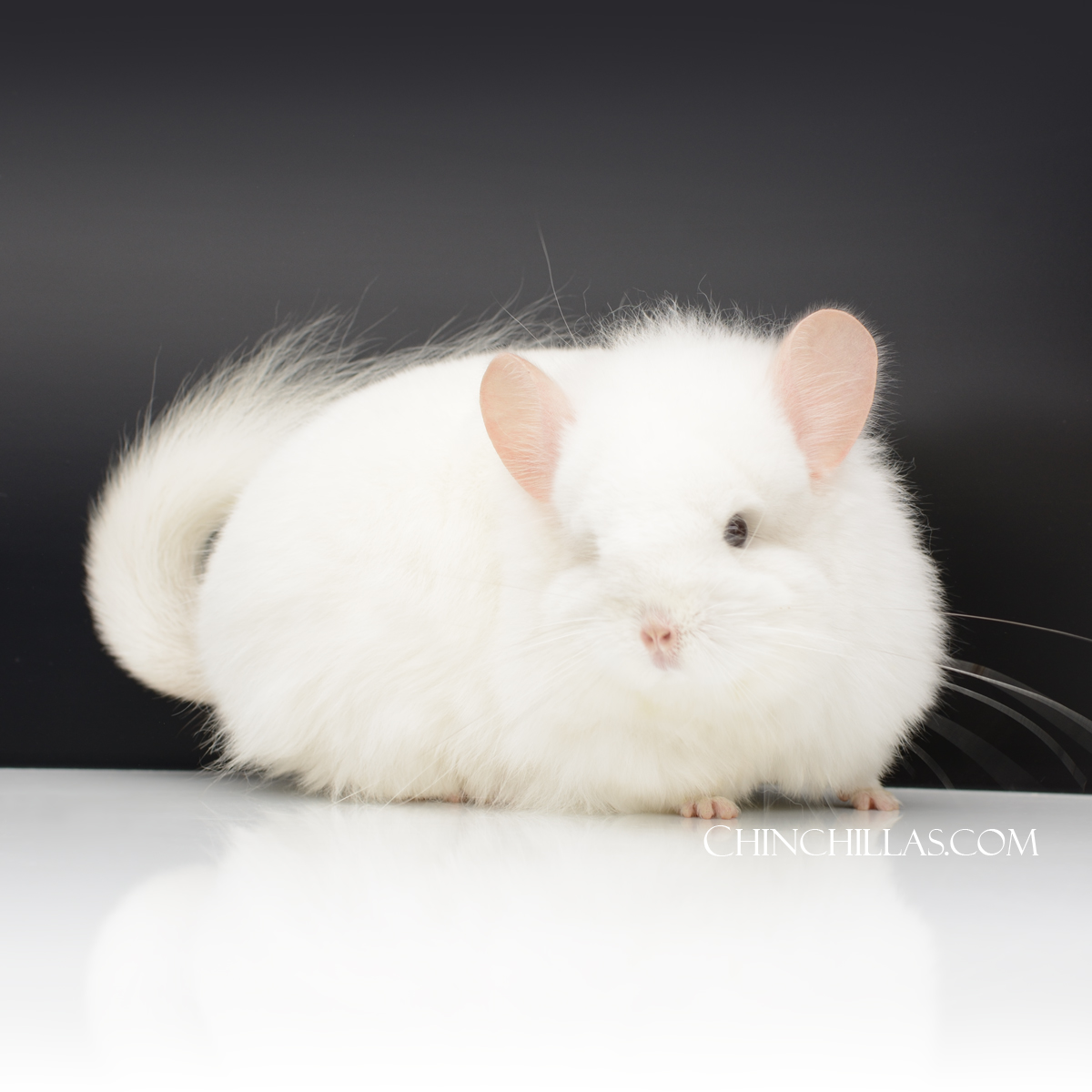 The Art of Breeding - Pink White G2 Royal Persian Angora Female Chinchilla with 'Lion Mane'