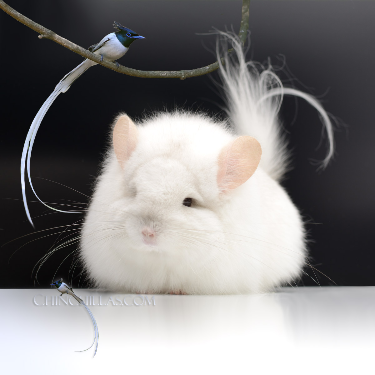 Chinchilla Paradisi