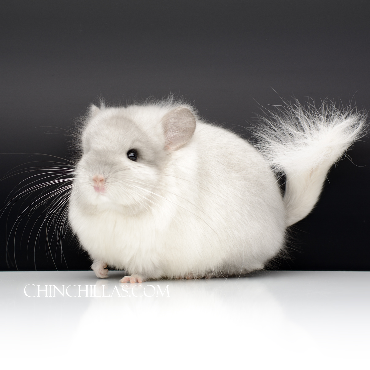 Violet & White Royal Persian Angora Male Chinchilla