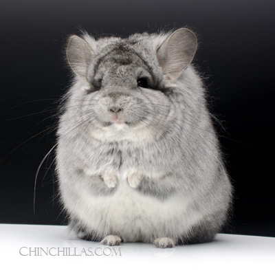 The History of the Royal Persian Angora Chinchilla