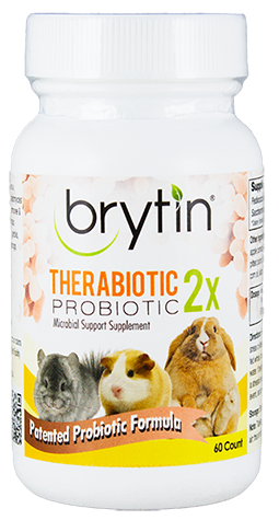 chinchilla probiotics prebiotics digestion gut microbiome dysbiosis